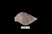 藏品(粗紋峨螺)的圖片